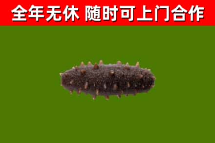 葫芦岛烟酒回收干海参.jpg